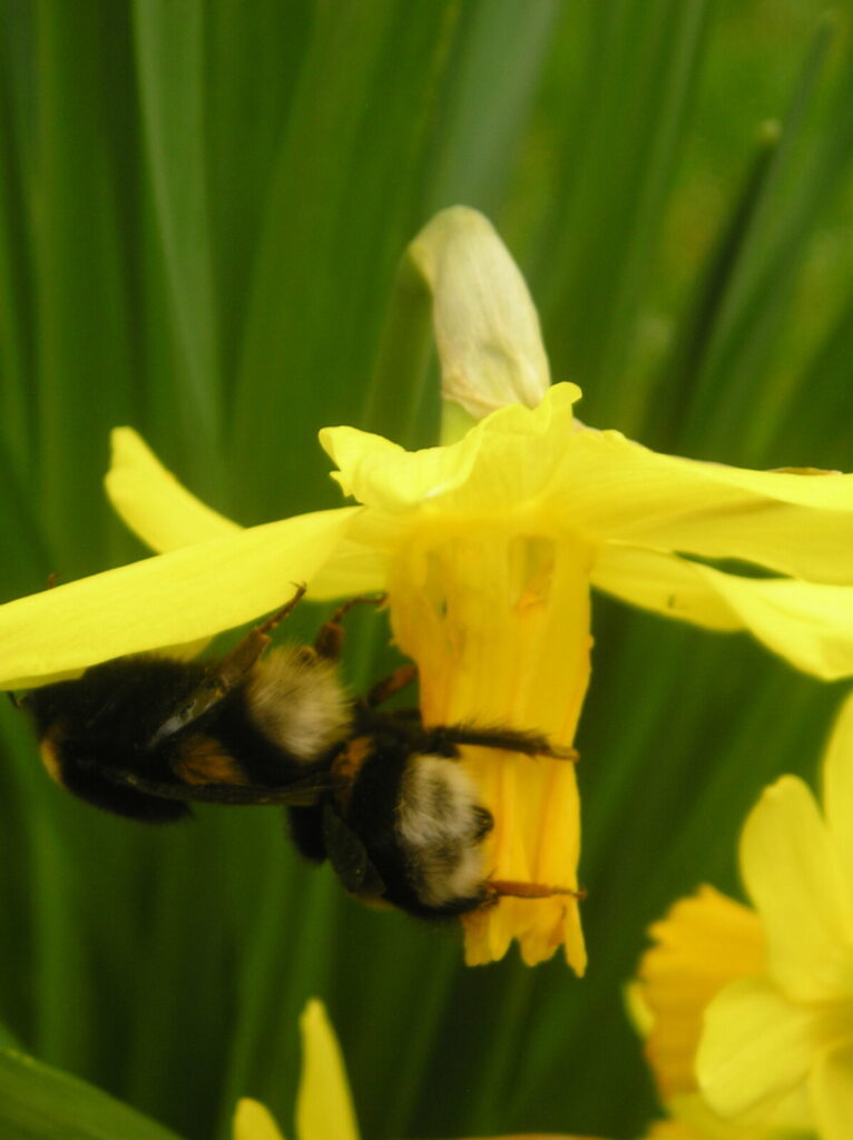aardhommels op een narcis